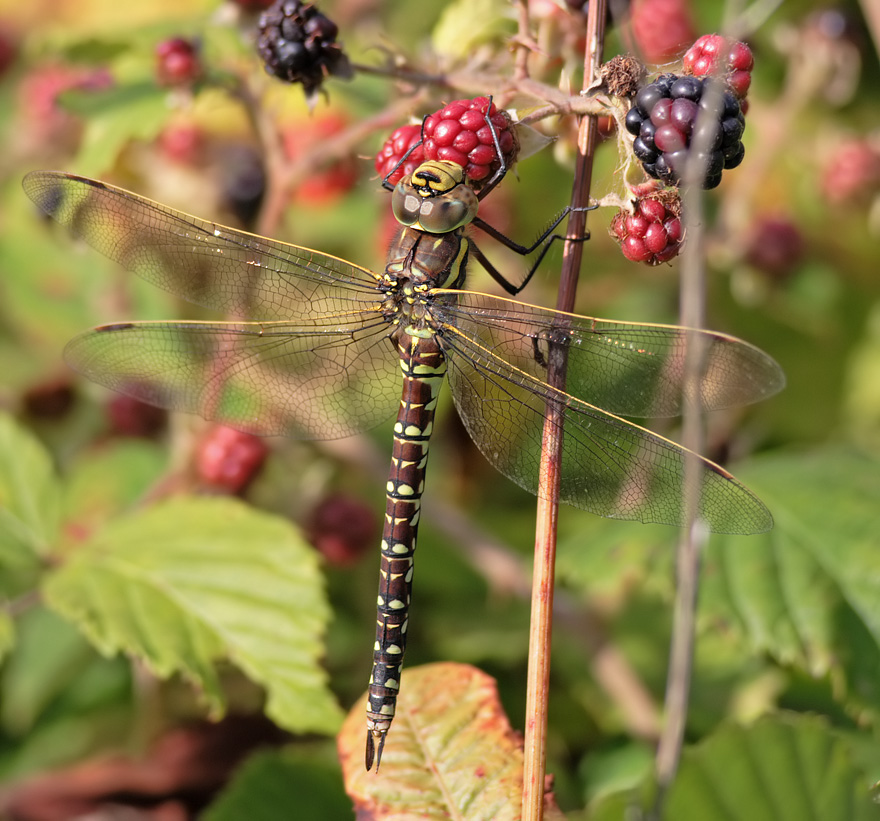 Common Hawker